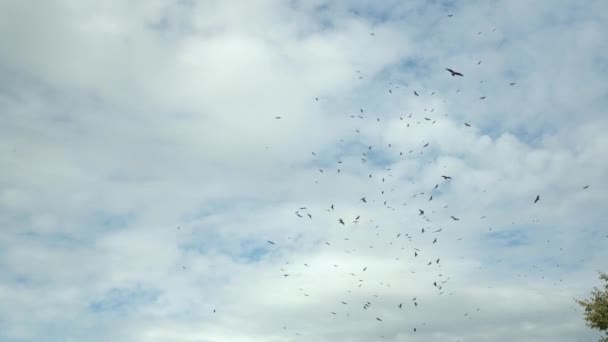 En stor örnflock flyger mot molnens bakgrund.. — Stockvideo