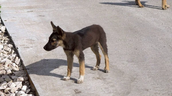 Un cachorro callejero se para en la calle y mira. Pequeño perro hambriento y solitario. —  Fotos de Stock