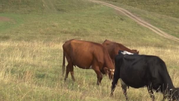 Корови пасуться на зелених пагорбах у горах . — стокове відео
