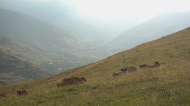 En flock kor betar på de gröna kullarna mot bakgrund av de kaukasiska molniga bergen. — Stockvideo