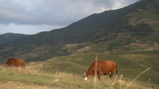 Kor betar på de gröna kullarna mot bakgrund av de kaukasiska molniga bergen. — Stockvideo