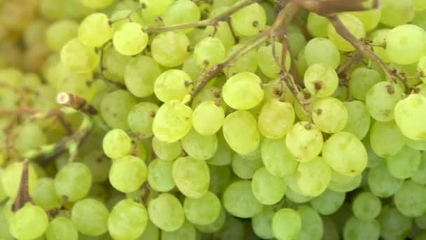 Green grape clusters on the market close-up. The camera is moving. — Stock Video