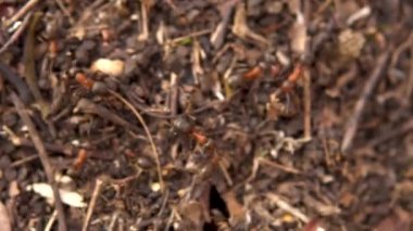 Karınca yuvasının etrafında koşan karıncalar. Vahşi doğa. Yakın plan.