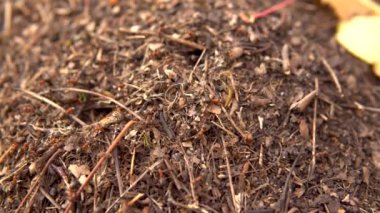 Karınca yuvasının etrafında koşan karıncalar. Vahşi doğa. Yakın plan.