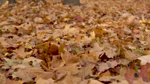 Foglie gialle cadute giacciono a terra nella foresta. — Video Stock