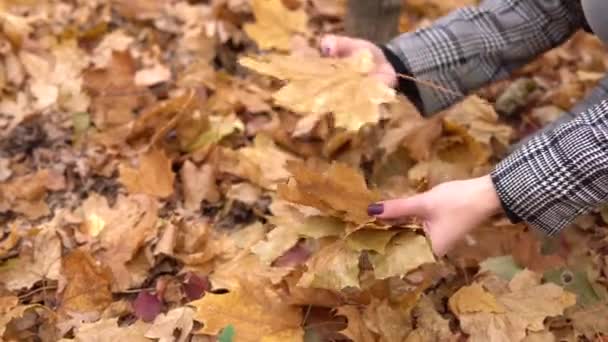 A young woman collects fallen yellow leaves in the autumn forest. Hands close up — Stock Video