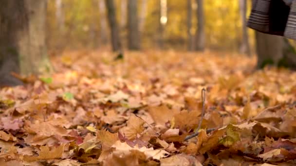 Женщина ходит по желтым опавшим листьям в осеннем лесу. Ноги закрываются. Медленное движение — стоковое видео