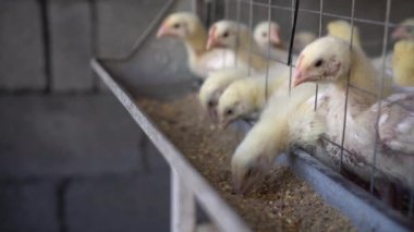 Tavuk çiftliğinde kafesteki tavuklar beslenir..
