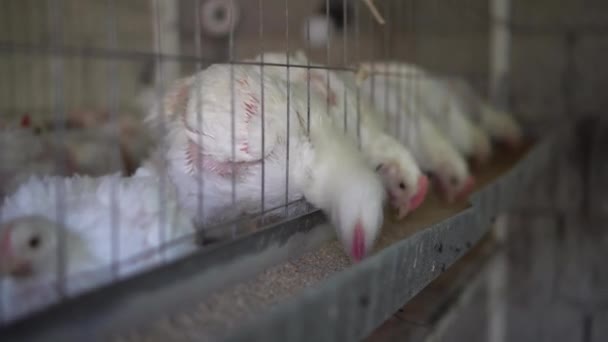 Hühner in einem Käfig auf einer Hühnerfarm fressen Futter. — Stockvideo