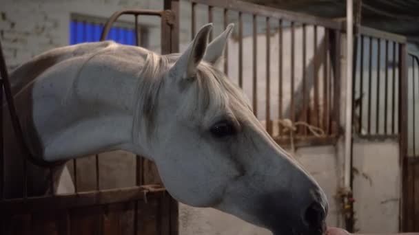 Un cavallo da corsa in un recinto mangia una carota dalla mano di un uomo. — Video Stock