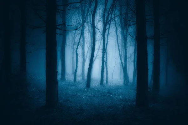 Dark Scary Forest Creepy Trees — Stock Photo, Image