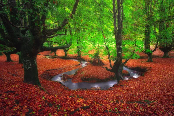 Dreamy Forest River — Stock Photo, Image