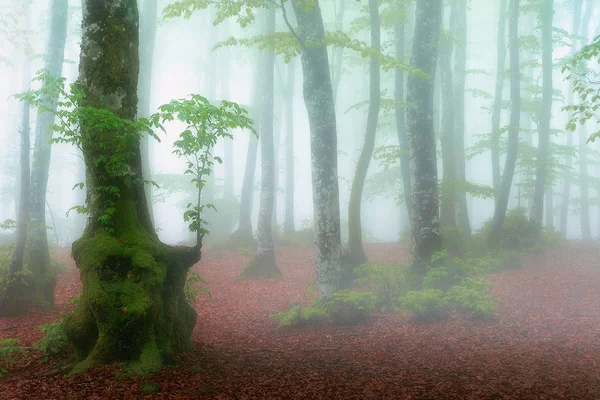 Floresta Com Nevoeiro Primavera Com Luz Bonita — Fotografia de Stock