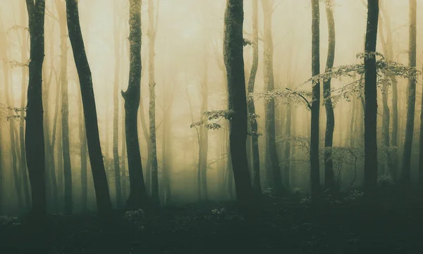 Panorama Van Bos Achtergrond Met Mooie Zonlicht — Stockfoto