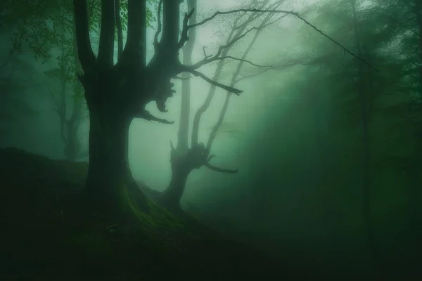 Mysterious Foggy Forest Beautiful Shunshine — Stock Photo, Image