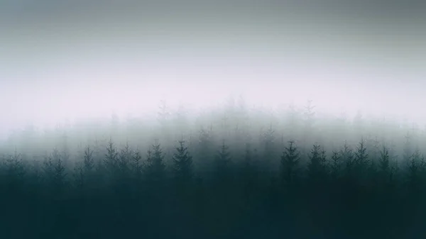 Nature Background Moody Forest — Stock Photo, Image