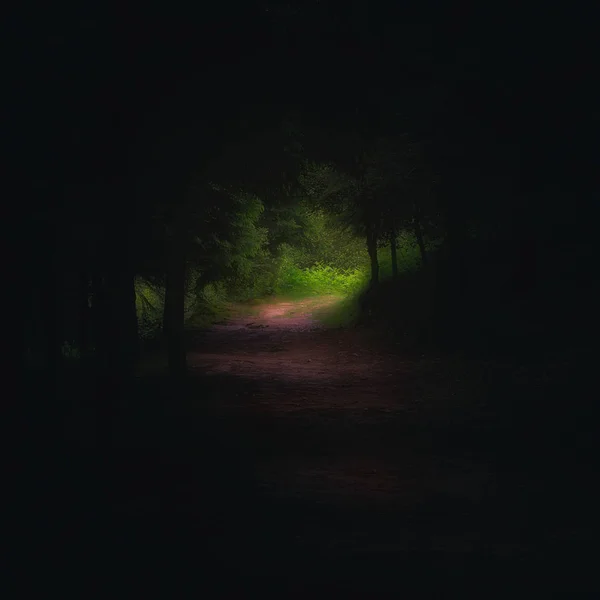 Sonunda Işık Ile Karanlık Orman Yolundaki — Stok fotoğraf