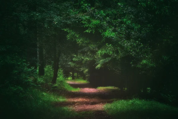 Sentiero Nella Foresta Oscura — Foto Stock