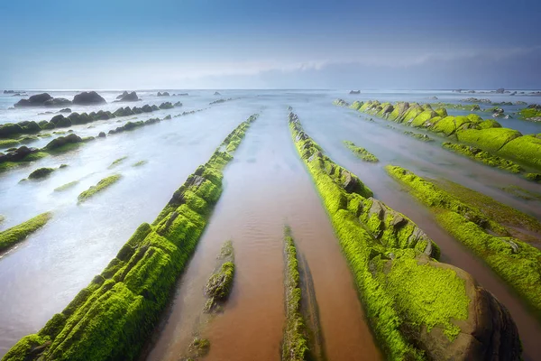Meereslandschaft Mit Grünem Algenmoos Auf Felsen Barrika — Stockfoto