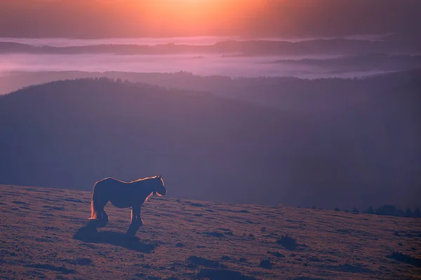 Pferd Berg Bei Sonnenuntergang Mit Traumhaftem Licht — Stockfoto