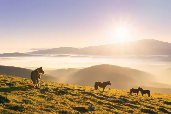 Коні Горах Заході Сонця — стокове фото