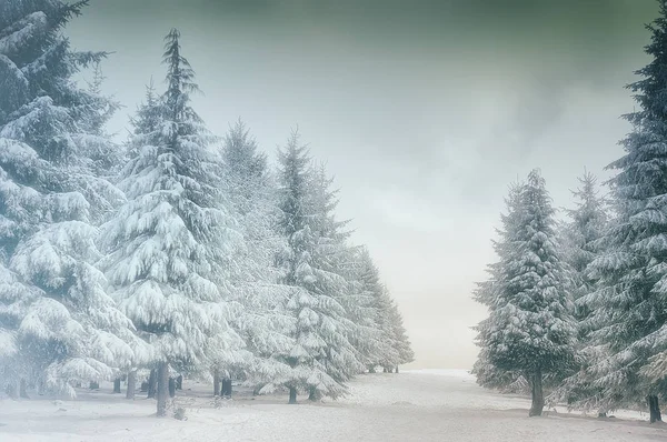 Зимний Пейзаж Снежными Елками — стоковое фото