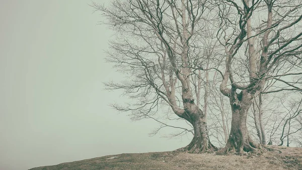 Kopya Alanı Ile Kışın Vintage Çıplak Ağaçlar — Stok fotoğraf