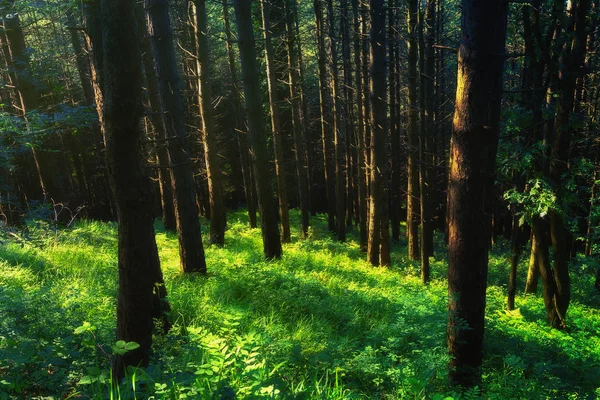 Prachtig Zonnig Bos Met Gras — Stockfoto