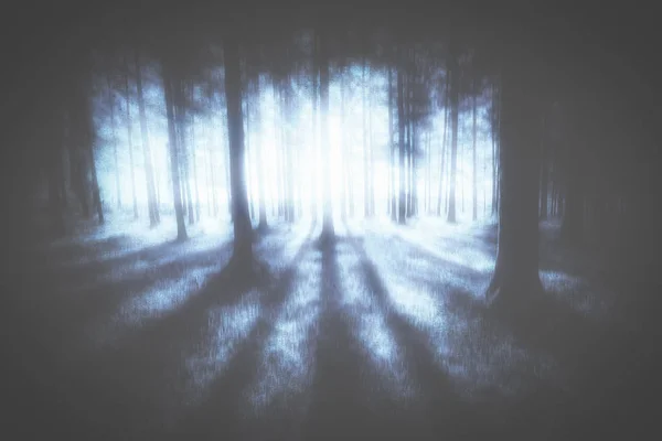 暗い神秘的な不機嫌そうな森 — ストック写真