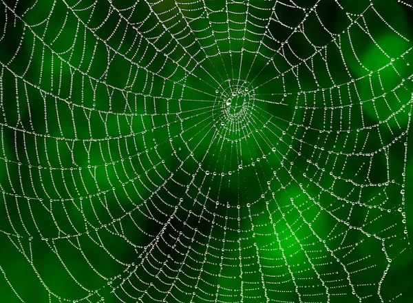 Web Spider Woda Spada Naturze — Zdjęcie stockowe