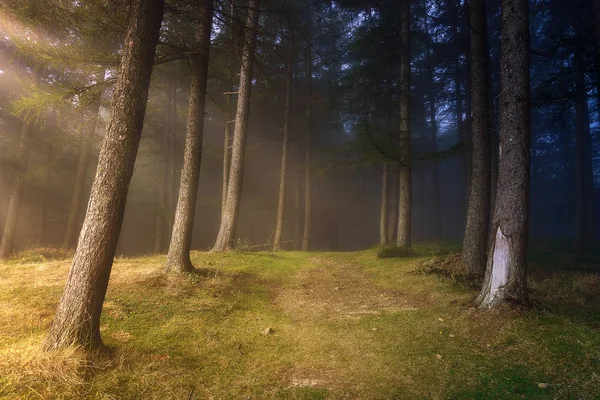 Weg Wald Mit Sonnenstrahlen — Stockfoto