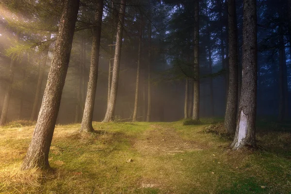 Sentiero Nella Foresta Con Raggi Sole — Foto Stock