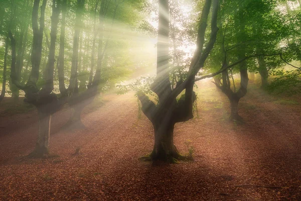 Raggi Sole Nella Foresta Otzarreta Mattino — Foto Stock