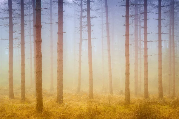 Foresta Nebbiosa Sognante Con Sole Mattino Autunno — Foto Stock