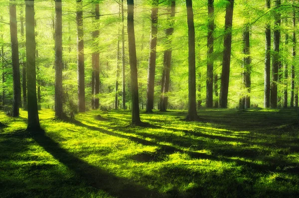 Sonniger Und Heller Wald Frühling — Stockfoto