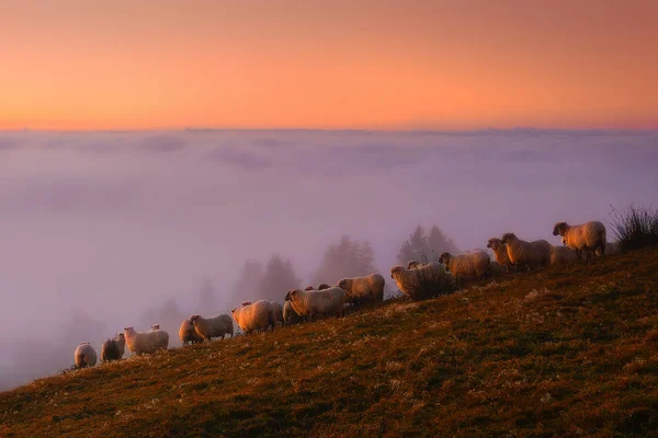 Вівці Горі Туманному Сході Сонця — стокове фото