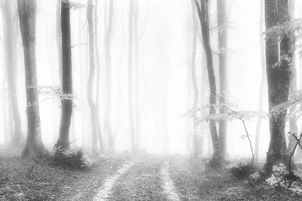 Pfad Neblig Leuchtenden Wald Schwarz Weiß — Stockfoto