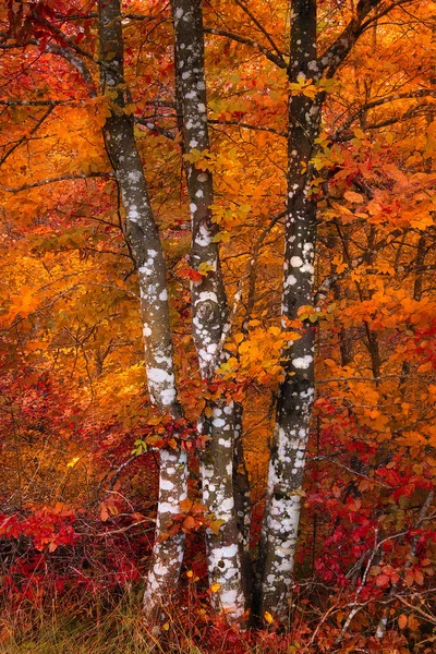 Bosque Colorido Otoño — Foto de Stock