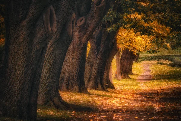 秋天与小路和树在 Zugazarte — 图库照片