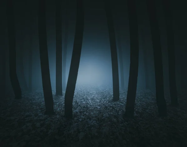 Sombre Forêt Effrayante Nuit — Photo