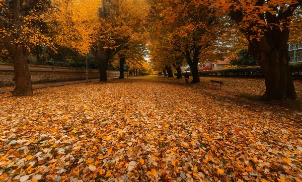 秋天的 Zugazarte 地面上有叶子 — 图库照片