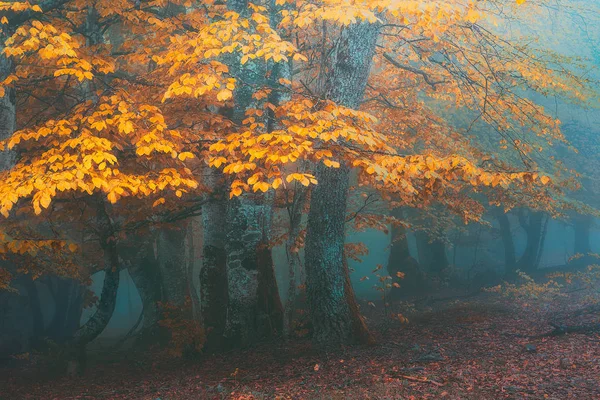 Floresta Fantasia Outono — Fotografia de Stock