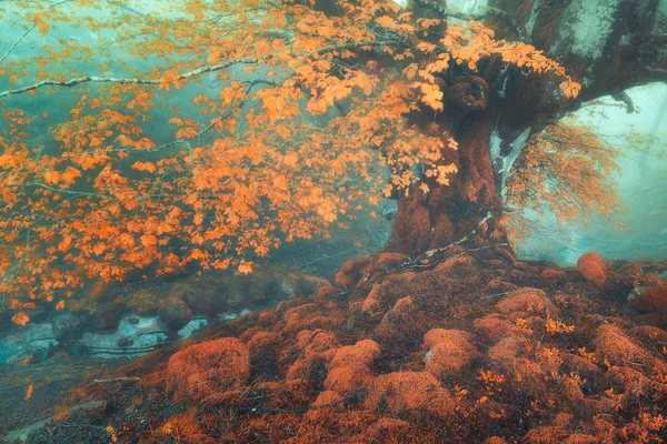 Fantasiewald Herbst Mit Bach — Stockfoto