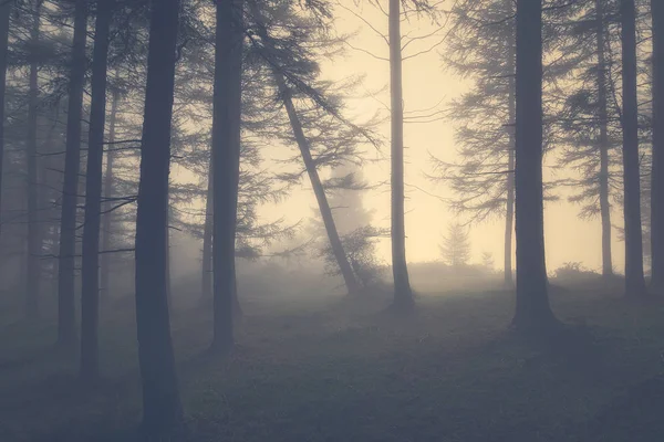 与雾的老式的阴郁的森林 — 图库照片