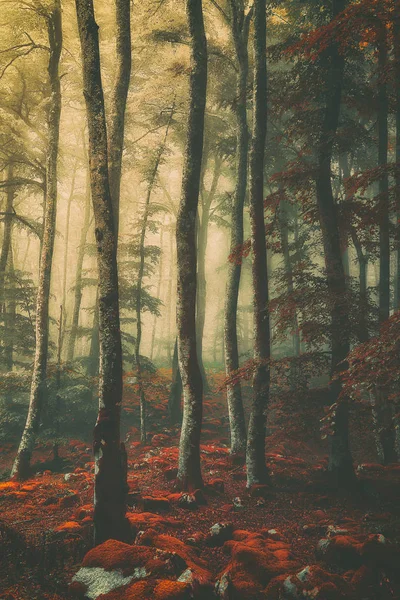 Belle Forêt Vintage Avec Brouillard — Photo