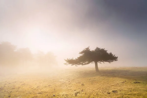 Μοναχικό Δέντρο Όμορφο Πρωινό Φως — Φωτογραφία Αρχείου