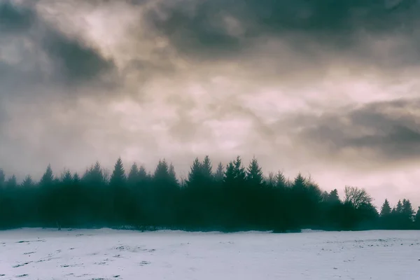 Paesaggio Invernale Con Pini Cielo Drammatico — Foto Stock