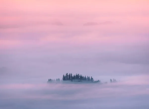 Sfondo paesaggio da sogno con alberi circondati da nebbia al sole — Foto Stock