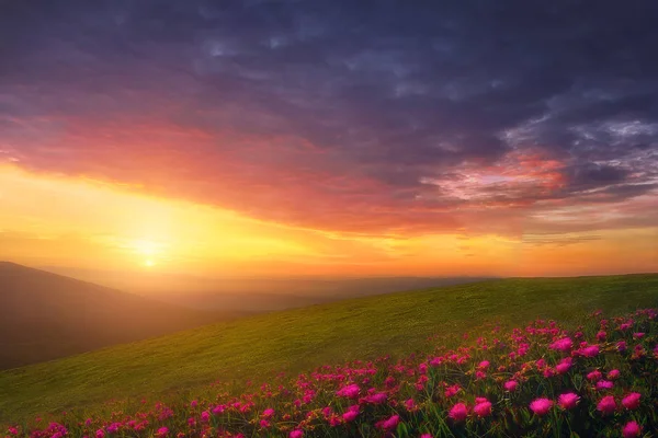 Achtergrond van het voorjaar met prachtige landschap met bloemen op sunse — Stockfoto