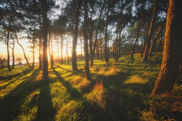 Bella foresta con sole al tramonto — Foto Stock